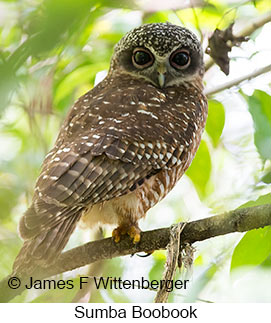 Sumba Boobook - &copy; James F Wittenberger and Exotic Birding LLC