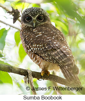 Sumba Boobook - © James F Wittenberger and Exotic Birding LLC