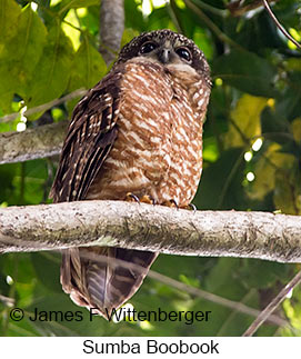 Sumba Boobook - © James F Wittenberger and Exotic Birding LLC