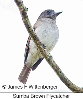 Sumba Flycatcher - © James F Wittenberger and Exotic Birding LLC Sumba Flycatcher - © James F Wittenberger and Exotic Birding LLC