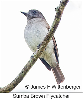Sumba Flycatcher - © James F Wittenberger and Exotic Birding LLC