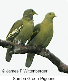 Sumba Green-Pigeon - © James F Wittenberger and Exotic Birding LLC