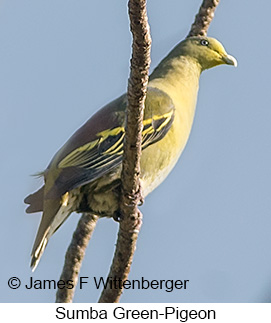 Sumba Green-Pigeon - &copy; James F Wittenberger and Exotic Birding LLC