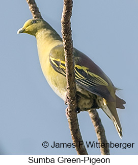 Sumba Green-Pigeon - © James F Wittenberger and Exotic Birding LLC