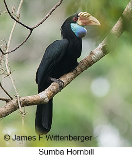 Sumba Hornbill - © James F Wittenberger and Exotic Birding LLC