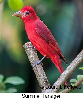 Summer Tanager - © Laura L Fellows and Exotic Birding LLC