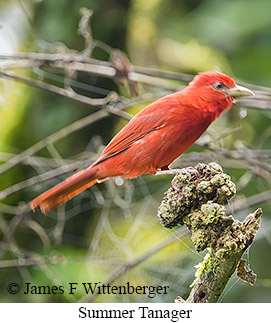 Summer Tanager - &copy; James F Wittenberger and Exotic Birding LLC