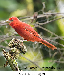 Summer Tanager - &copy; James F Wittenberger and Exotic Birding LLC