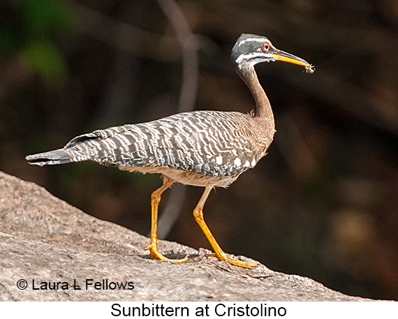 Sunbittern - © The Photographer and Exotic Birding LLC