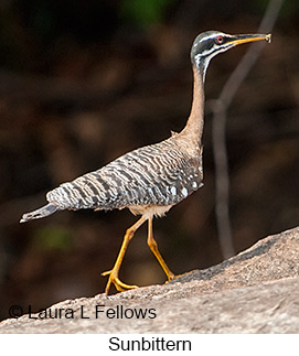 Sunbittern - © Laura L Fellows and Exotic Birding LLC