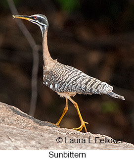 Sunbittern - © Laura L Fellows and Exotic Birding LLC Sunbittern - © Laura L Fellows and Exotic Birding LLC