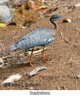 Sunbittern - © Laura L Fellows and Exotic Birding LLC Sunbittern - © Laura L Fellows and Exotic Birding LLC