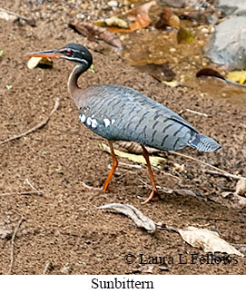 Sunbittern - © Laura L Fellows and Exotic Birding Tours Sunbittern - © Laura L Fellows and Exotic Birding Tours