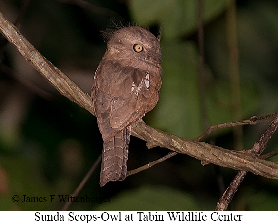 Sunda Scops-Owl - © James F Wittenberger and Exotic Birding LLC Sunda Scops-Owl - © James F Wittenberger and Exotic Birding LLC