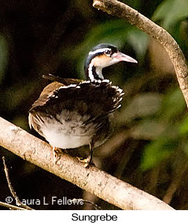 Sungrebe - © Laura L Fellows and Exotic Birding Tours Sungrebe - © Laura L Fellows and Exotic Birding Tours