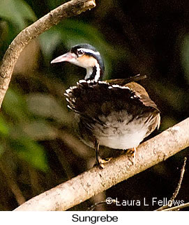 Sungrebe - © Laura L Fellows and Exotic Birding LLC