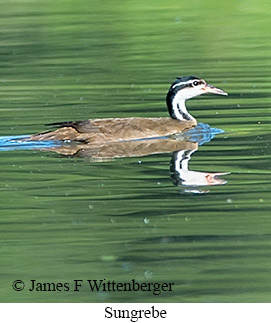 Sungrebe - © James F Wittenberger and Exotic Birding LLC