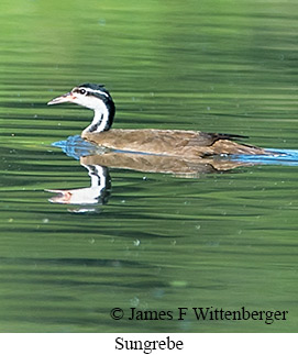 Sungrebe - © James F Wittenberger and Exotic Birding LLC