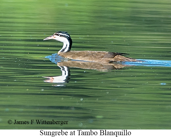 Sungrebe - © James F Wittenberger and Exotic Birding LLC