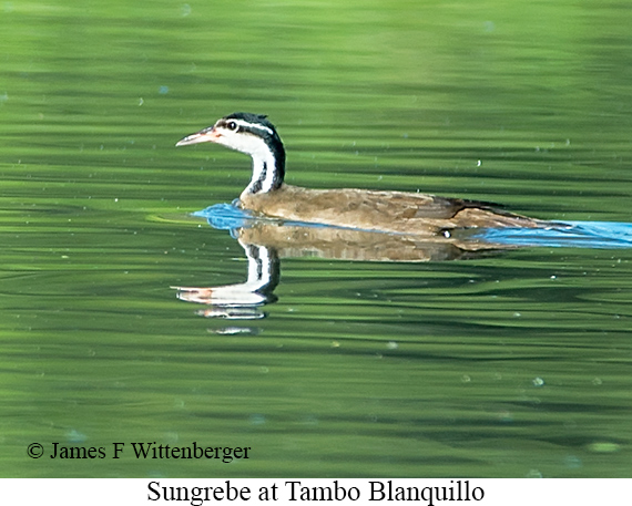 Sungrebe - © James F Wittenberger and Exotic Birding LLC