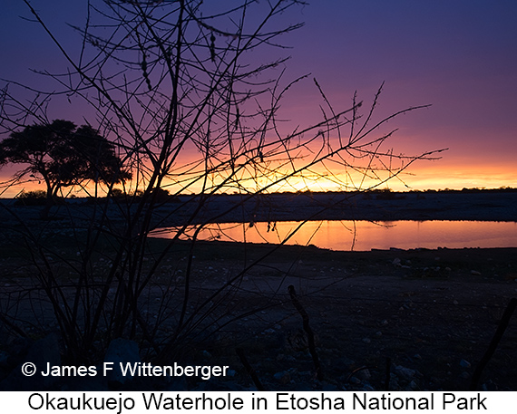 Sunset - © James F Wittenberger and Exotic Birding LLC