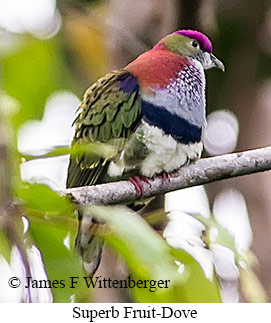 Superb Fruit-Dove - © James F Wittenberger and Exotic Birding LLC