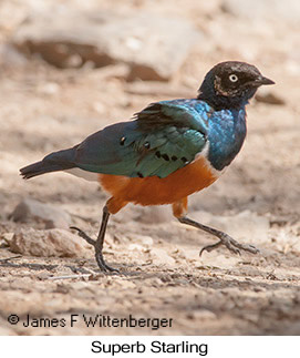 Superb Starling - © James F Wittenberger and Exotic Birding LLC