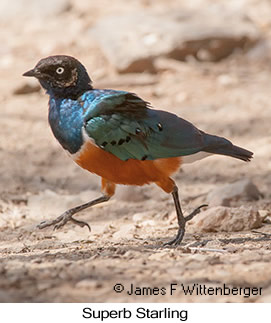 Superb Starling - © James F Wittenberger and Exotic Birding LLC Superb Starling - © James F Wittenberger and Exotic Birding LLC