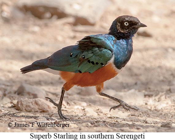 Superb Starling - © James F Wittenberger and Exotic Birding LLC