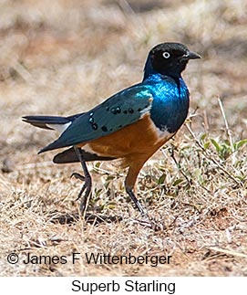 Superb Starling - © James F Wittenberger and Exotic Birding LLC