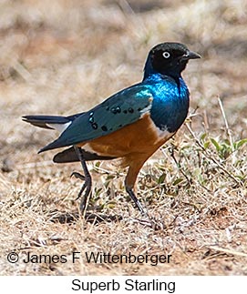 Superb Starling - © James F Wittenberger and Exotic Birding LLC Superb Starling - © James F Wittenberger and Exotic Birding LLC