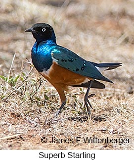 Superb Starling - © James F Wittenberger and Exotic Birding LLC Superb Starling - © James F Wittenberger and Exotic Birding LLC