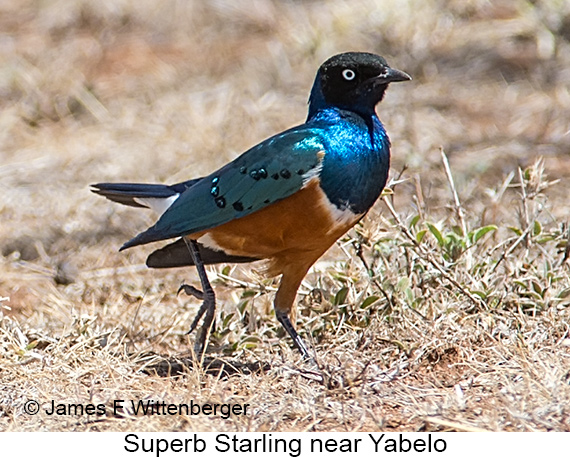 Superb Starling - © James F Wittenberger and Exotic Birding LLC