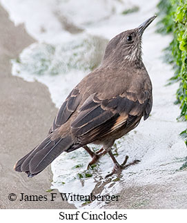 Surf Cinclodes - © James F Wittenberger and Exotic Birding LLC