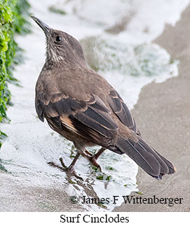 Surf Cinclodes - © James F Wittenberger and Exotic Birding LLC