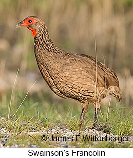 Swainson's Francolin - &copy; James F Wittenberger and Exotic Birding LLC