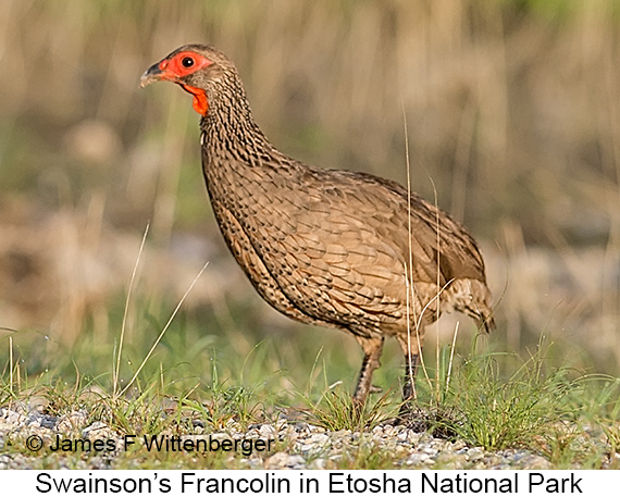 Swainson's Francolin - © James F Wittenberger and Exotic Birding LLC