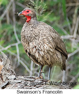 Swainson's Francolin - © James F Wittenberger and Exotic Birding LLC