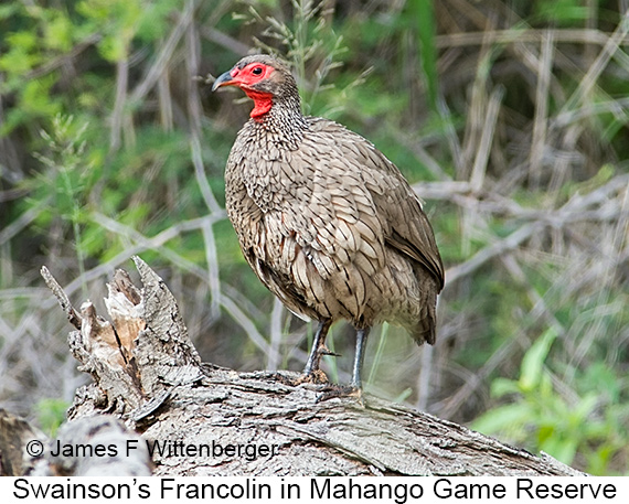 Swainson's Francolin - © James F Wittenberger and Exotic Birding LLC Swainson's Francolin - © James F Wittenberger and Exotic Birding LLC
