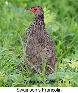 Swainson's Francolin - © James F Wittenberger and Exotic Birding LLC Swainson's Francolin - © James F Wittenberger and Exotic Birding LLC