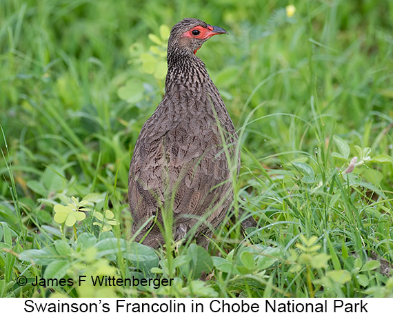Swainson's Francolin - © James F Wittenberger and Exotic Birding LLC Swainson's Francolin - © James F Wittenberger and Exotic Birding LLC