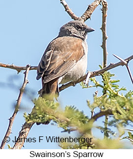 Swainson's Sparrow - © James F Wittenberger and Exotic Birding LLC Swainson's Sparrow - © James F Wittenberger and Exotic Birding LLC