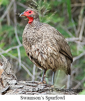 Swainson's Spurfowl - &copy; James F Wittenberger and Exotic Birding LLC