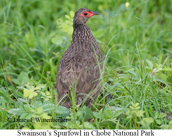 Swainson's Spurfowl - &copy; James F Wittenberger and Exotic Birding LLC