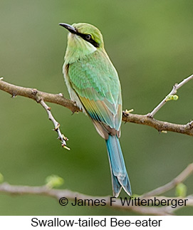 Swallow-tailed Bee-eater - © James F Wittenberger and Exotic Birding LLC