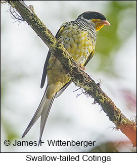 Swallow-tailed Cotinga - © James F Wittenberger and Exotic Birding LLC