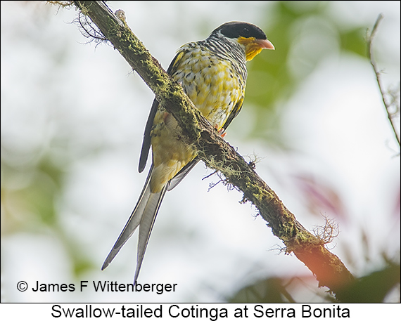 Swallow-tailed Cotinga - © James F Wittenberger and Exotic Birding LLC Swallow-tailed Cotinga - © James F Wittenberger and Exotic Birding LLC