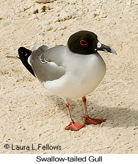 Swallow-tailed Gull - © Laura L Fellows and Exotic Birding LLC