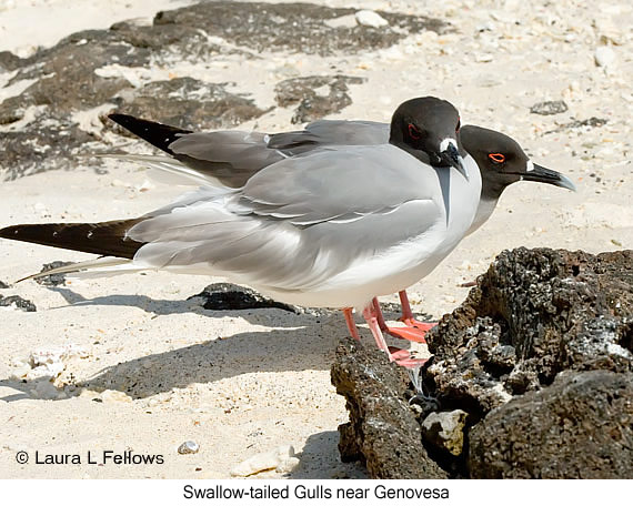 Swallow-tailed Gull - © James F Wittenberger and Exotic Birding LLC