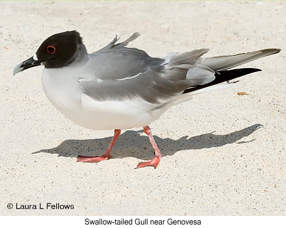 Swallow-tailed Gull - © The Photographer and Exotic Birding LLC